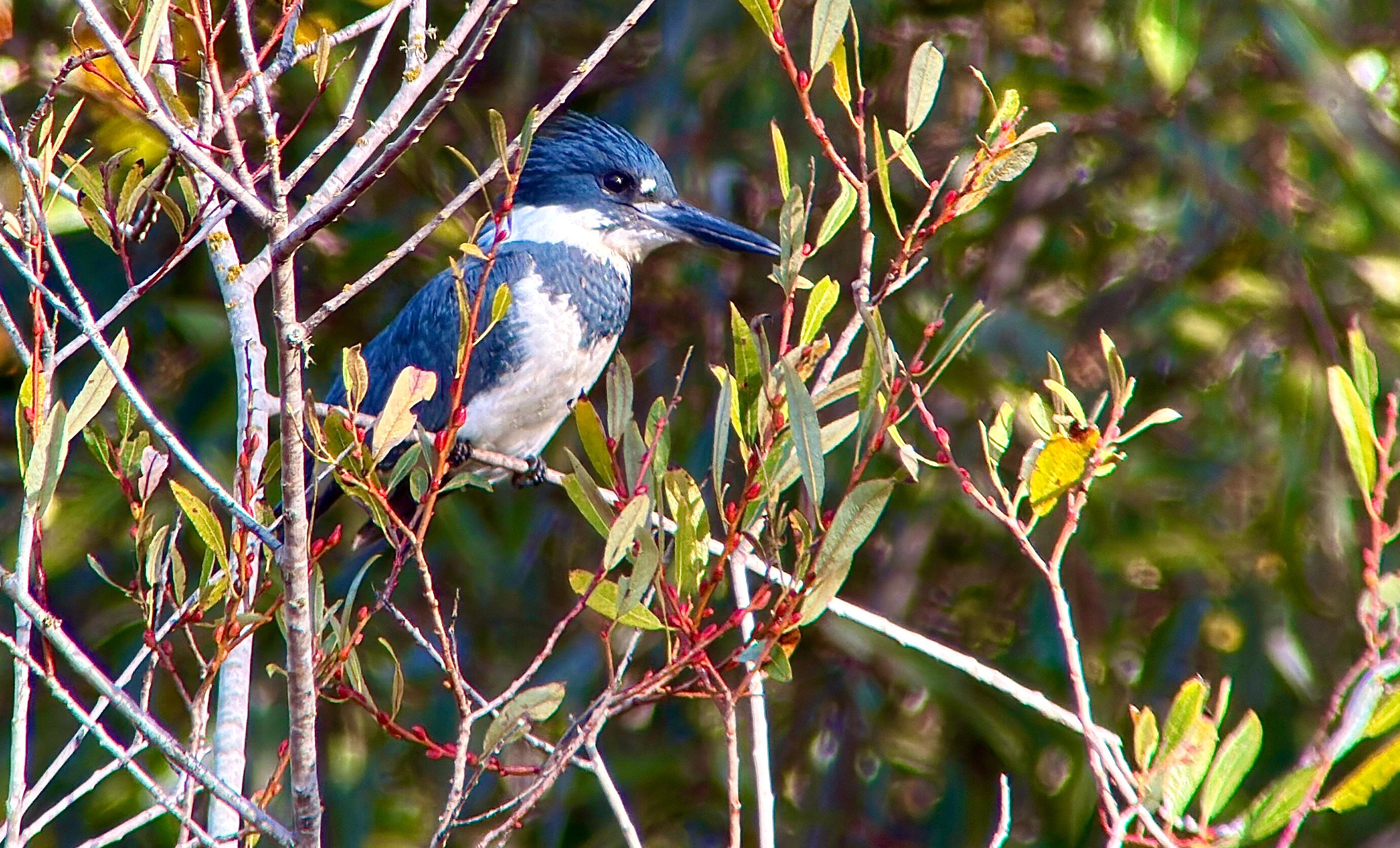 Belted Kingfisher