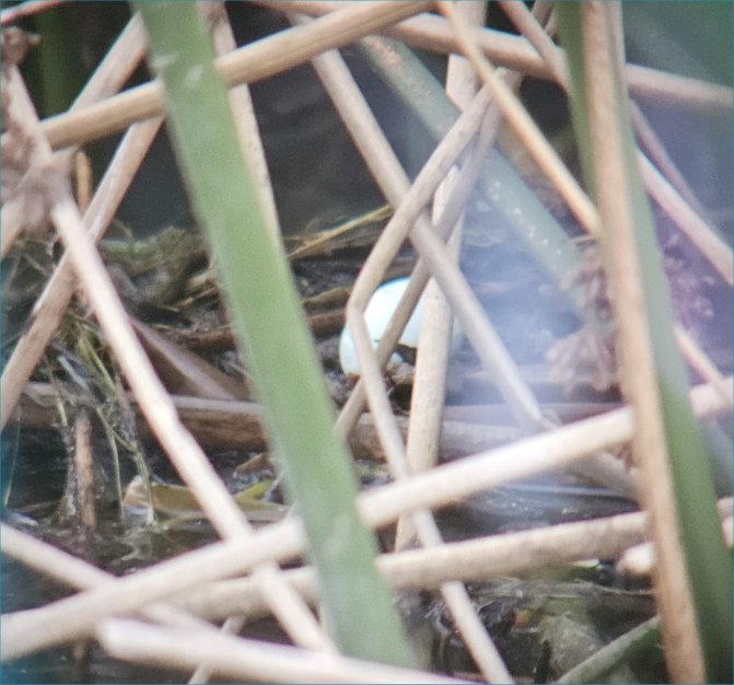 Springtime is for Nesting