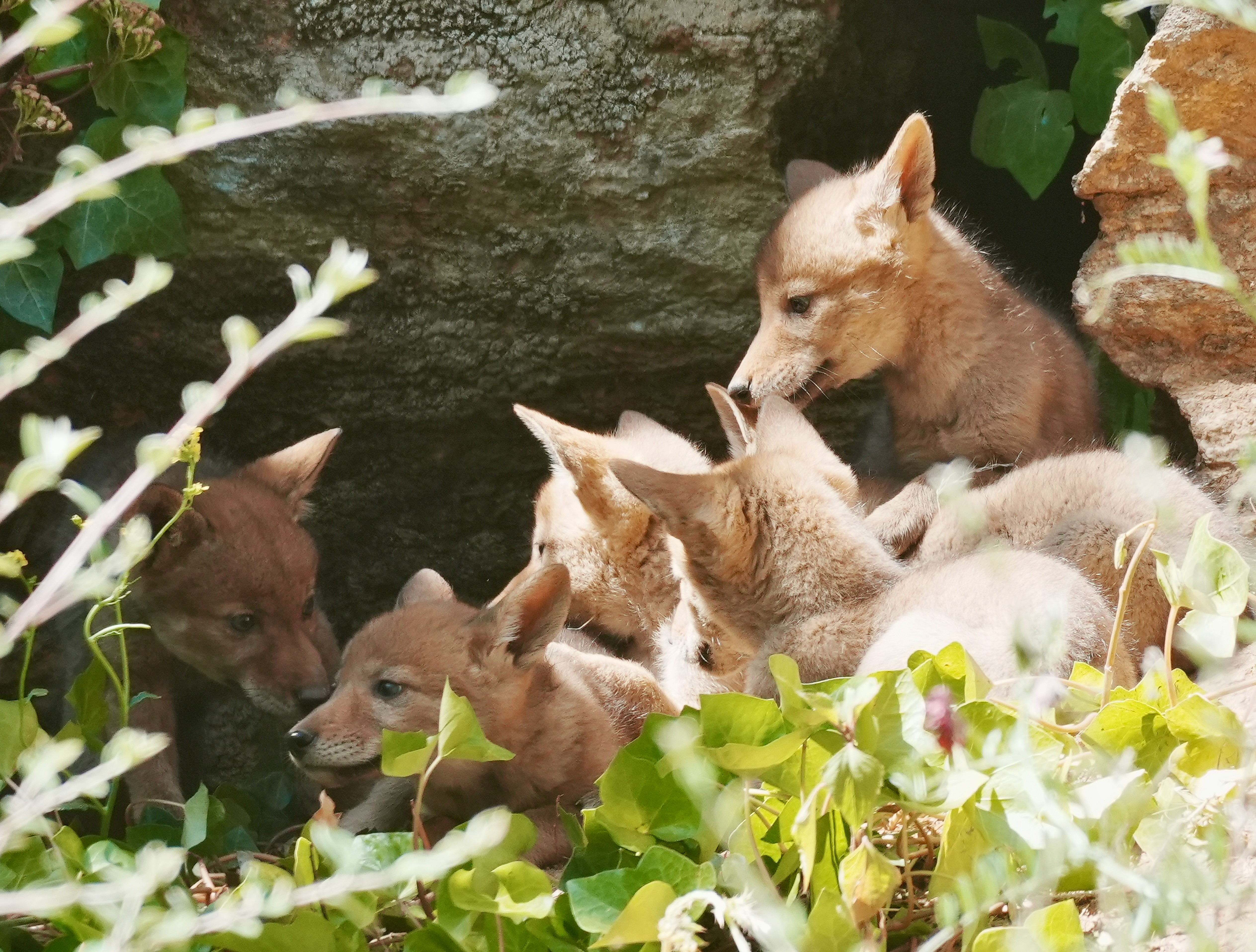 Coyote Pups