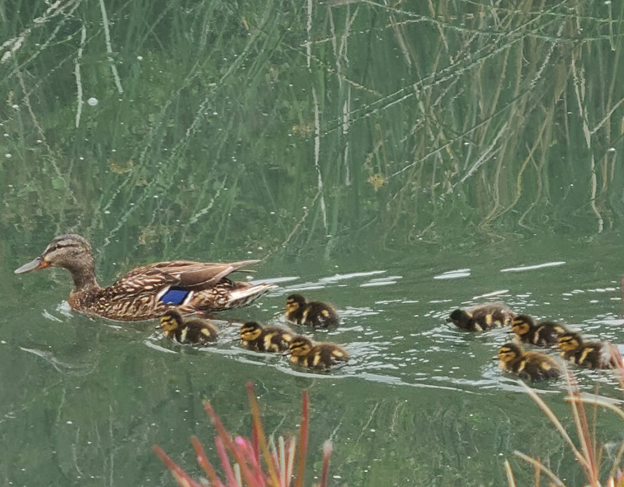 Mallard Ducklings