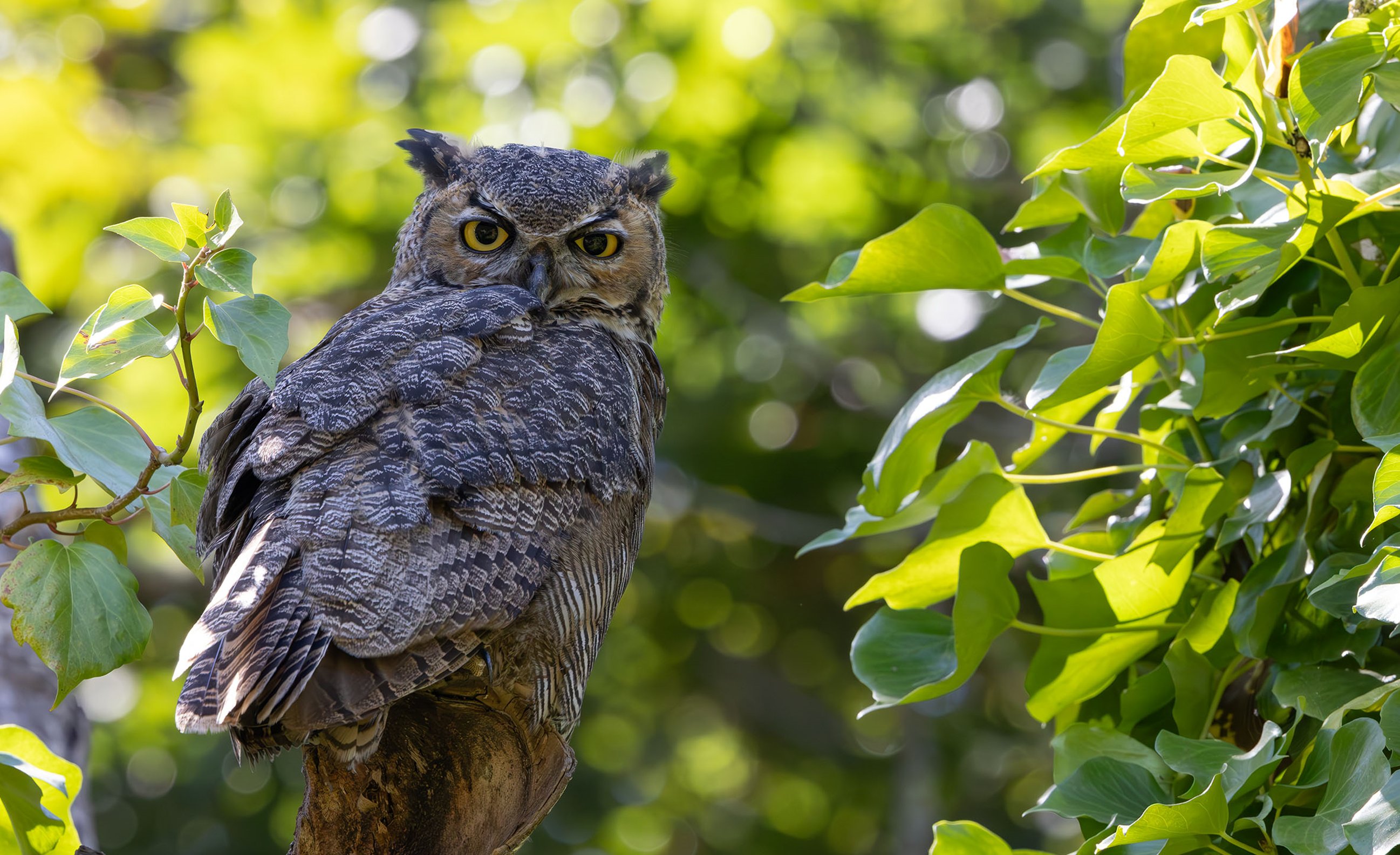 Great Horned Owl