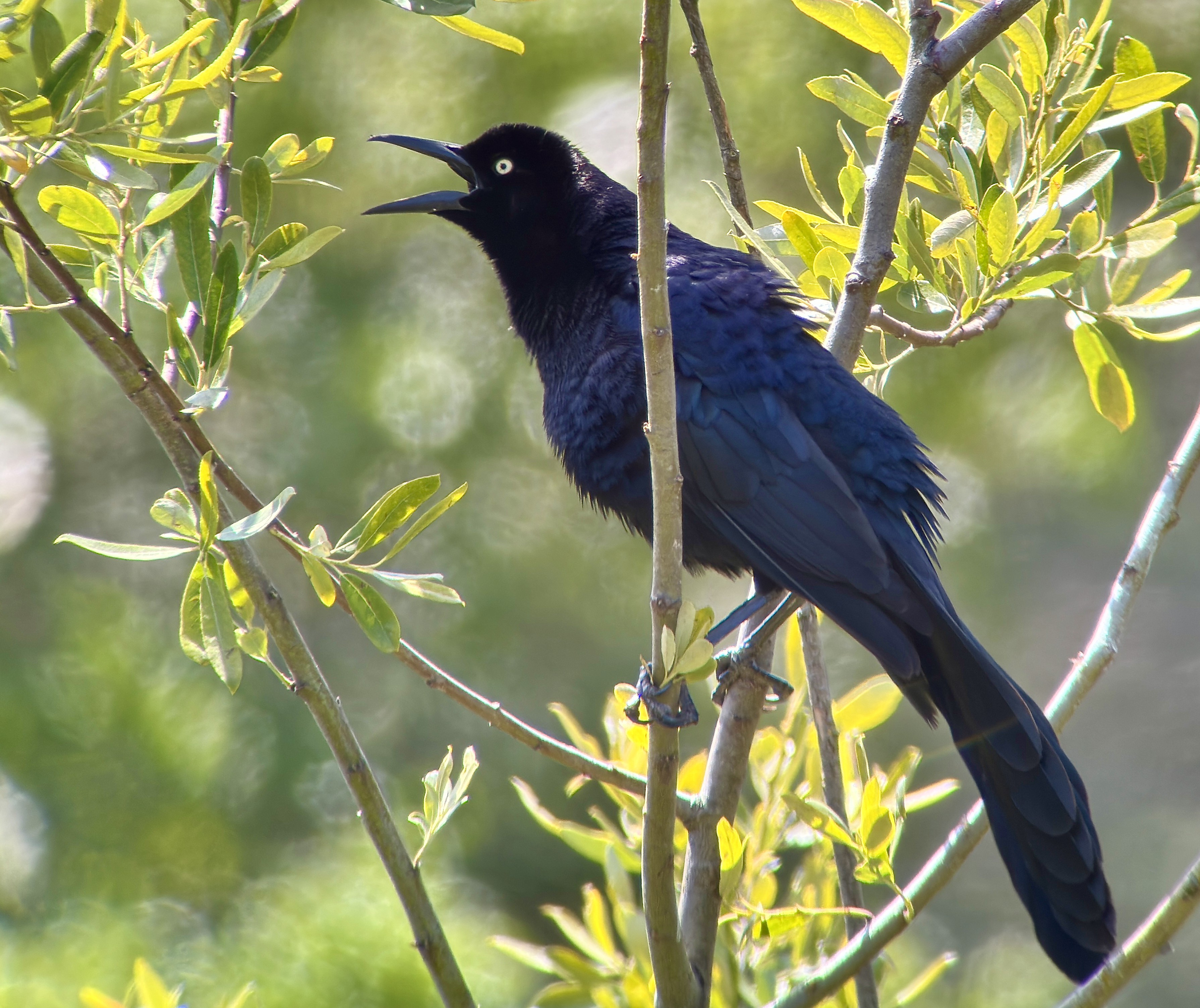 Great-tailed Grackle